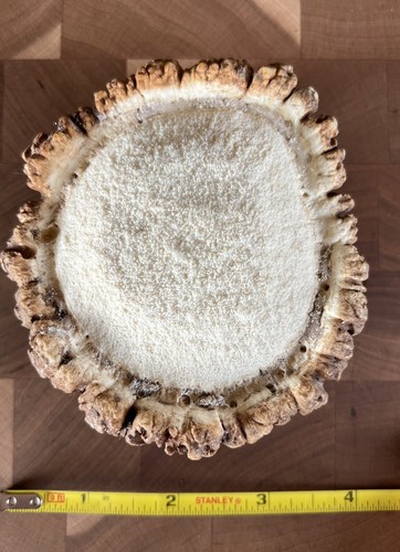 GIANT 4” A-GRADE ELK ANTLER BURR Crafting or Dog Chew (READ DESCRIPTION)