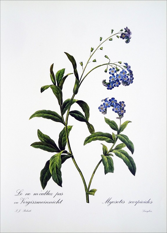 Herbier - Myosotis ScorpioÃDes - Planche En Couleur (D'AprÃ¨S P.-J. RedoutÃ©)