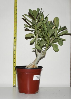 Adenium arabicum Hybrid YAK YEMEN Live Plant