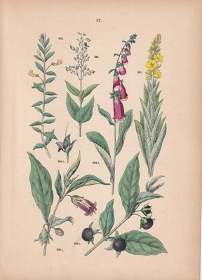 1884 Hand-Coloured FOXGLOVE & MULLEIN Print - Plant Wall Art - 8 x 11.25 Inches