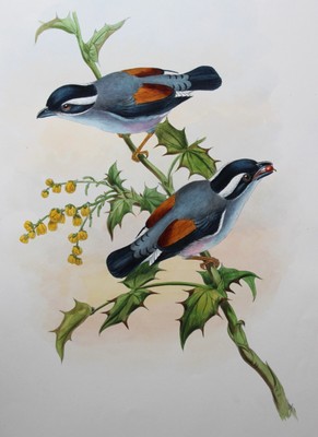 John Gould -  Grey-breasted Pteruthius from the Birds of Asia 1850-83