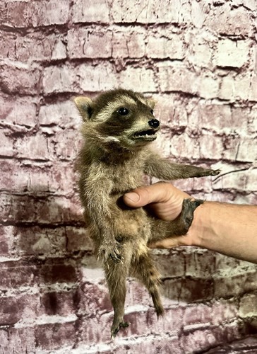 Young Baby Taxidermy Raccoon Hanging Wall Mount Soft Fur Adorable Wildlife Art