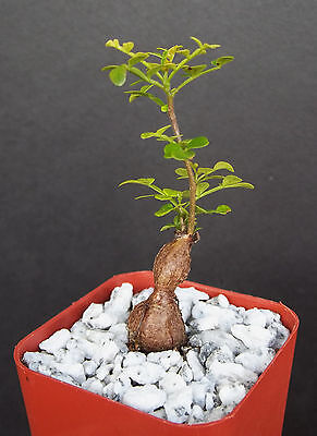 Operculicarya decaryi exotic rare madagascar natural bonsai plant caudex  2 pot