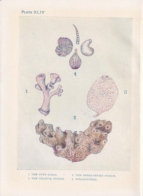 1907 CORAL & SPONGE Print - Original Antique - Sea Life - Art - 6.15 x 4.25 Inch