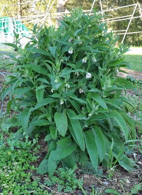  Bocking #4 strain of Russian COMFREY Root Cuttings Non-invasive FREE SHIPPING 