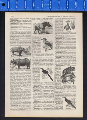 Animal Lovers Bonanza - 1930s French Illustrated Leaf