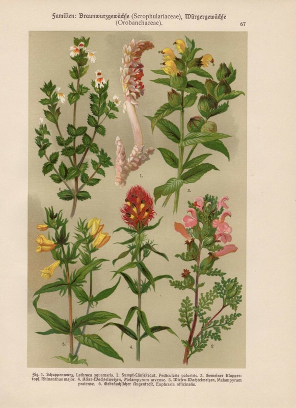 Schuppenwurz Lauskraut Klappertopf Wachtelweizen Augentrost Lithographie 1911