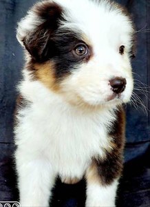 top aggressive dog breeds