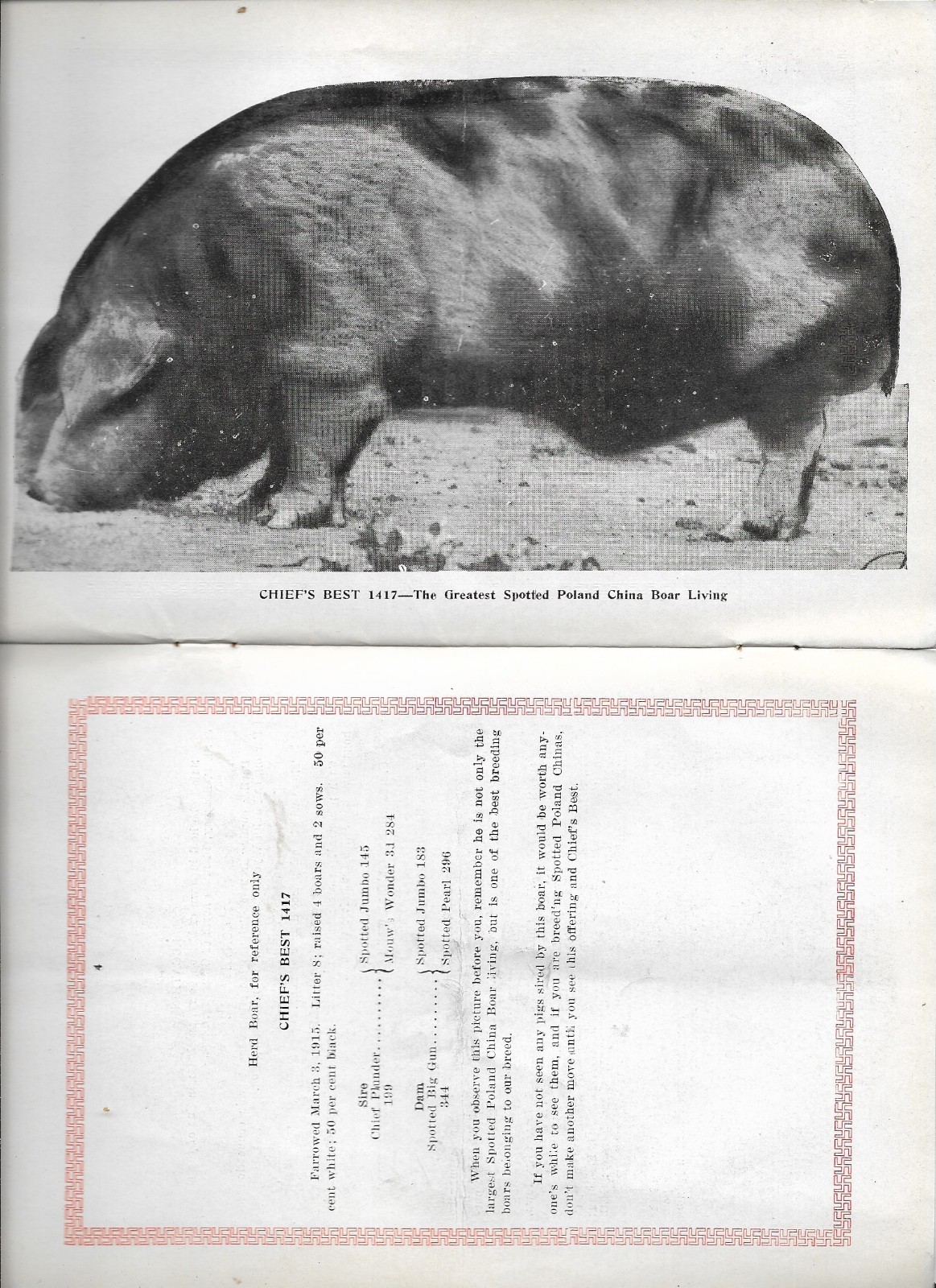 Spotted Poland China Sales Catalog Wyckoff & Simonton Farson Iowa 1920