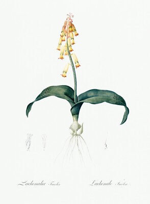 Lachenalia Tricolor Lily Les Liliacees by Pierre Joseph Redouté Print Repro