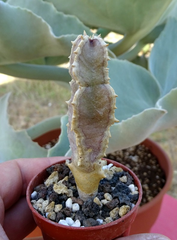 Caralluma Speciosa  Pseudolithos Orbea Stapelia Huernia  Caralluma Echidnopsis 5