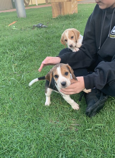 gumtree beagle puppies