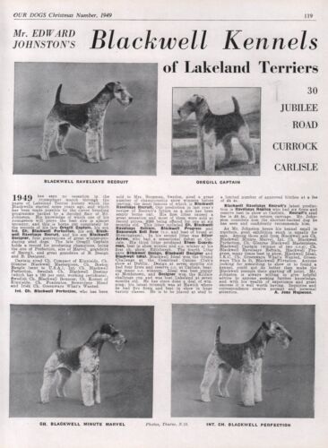 LAKELAND TERRIER DOG BREED KENNEL ADVERT PRINT PAGE OUR DOGS 1949 BLACKWELL