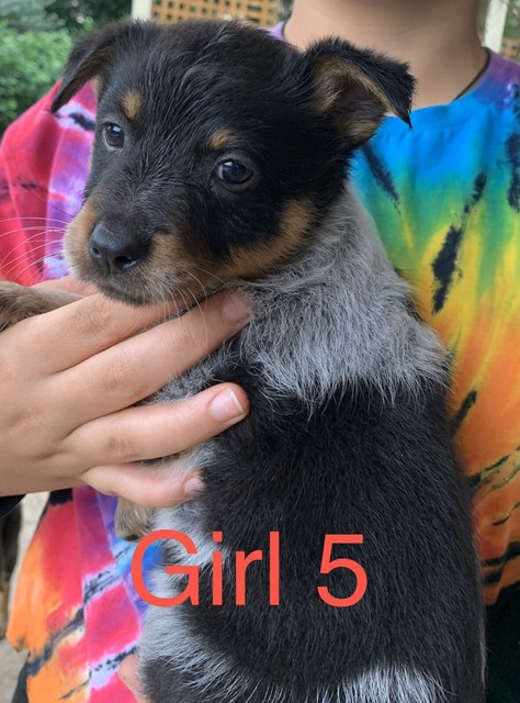 Cattle Dog Pups | Dogs & Puppies | Gumtree Australia The ...