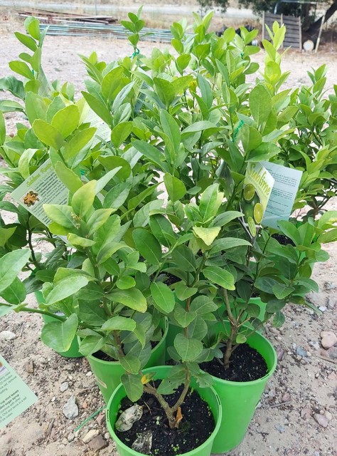 Plants Patio Limes Philanophis Orchids Gerbras Cyclamens And
