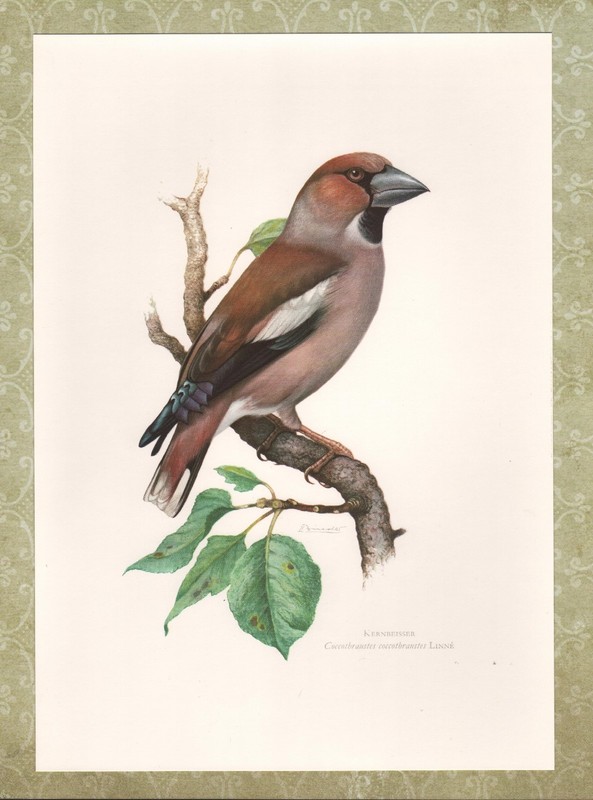 Offset-Druck 1962: Kernbeisser Coccothraustes Coccothraustes VÃ¶Gel