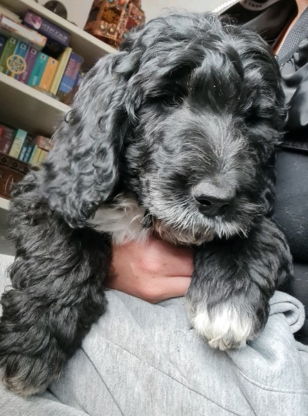 clumber poo puppies for sale