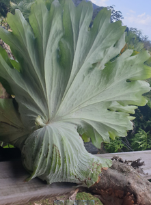 Staghorn fern | Plants | Gumtree Australia Gold Coast ...