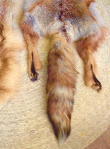 Lof Of Fox Furs