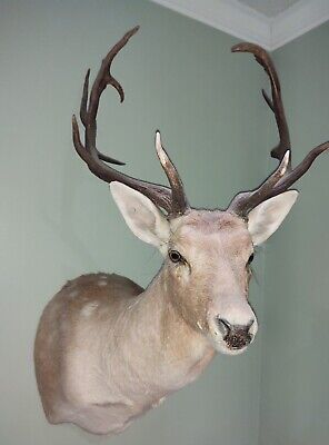 Rare 18 point White Fallow Deer Shoulder Mount excellent shape