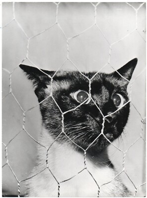 Paul Popper - Crazy Cat - Tirage argentique 1961 - Chat -