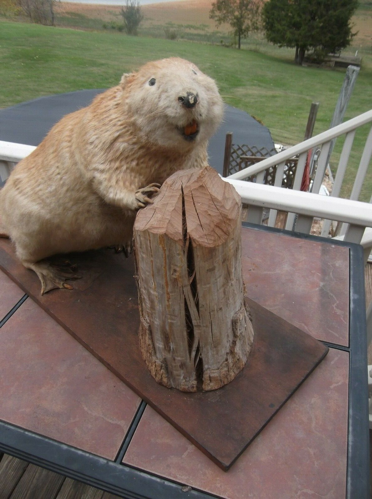 Large Beaver Taxidermy Mount