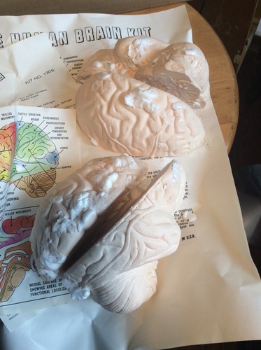 Vtg Educational Insights Life Size Human Brain Kit W /Manual Very Good