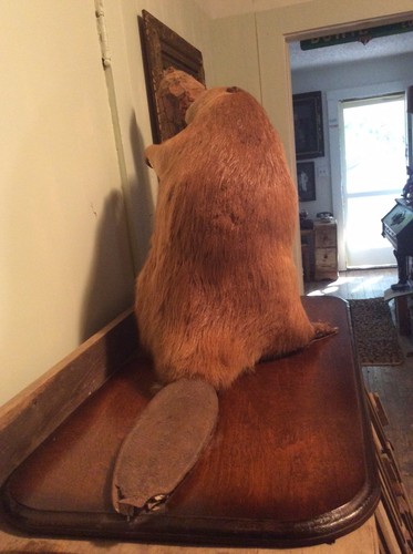 Beaver Mount Taxidermy Large