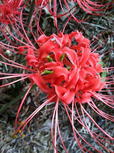 On Sale! Red Naked Lady Amaryllis Spider Lilly 9 bulbs ready for planting!