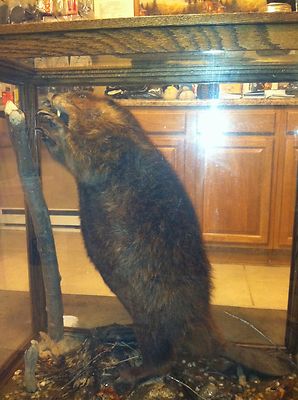 Popular Bud Oil Beaver Trapping trap taps