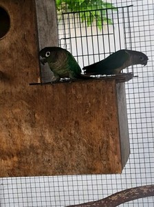 elenbee bird products