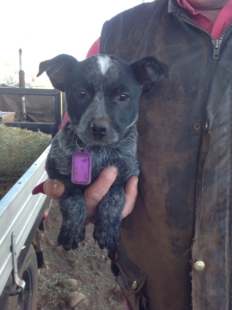 Australian Stumpy Tail Cattle Dog Pups | Dogs & Puppies ...