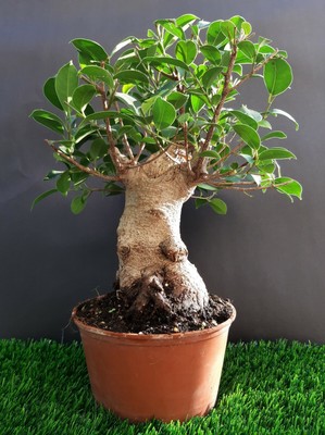 Ficus for sale in South Africa | 53 second hand Ficus