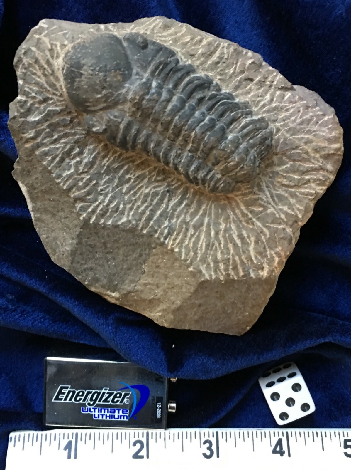 Trilobite fossil  DROTOPS ARMATUS Middle Devonian Trilobite