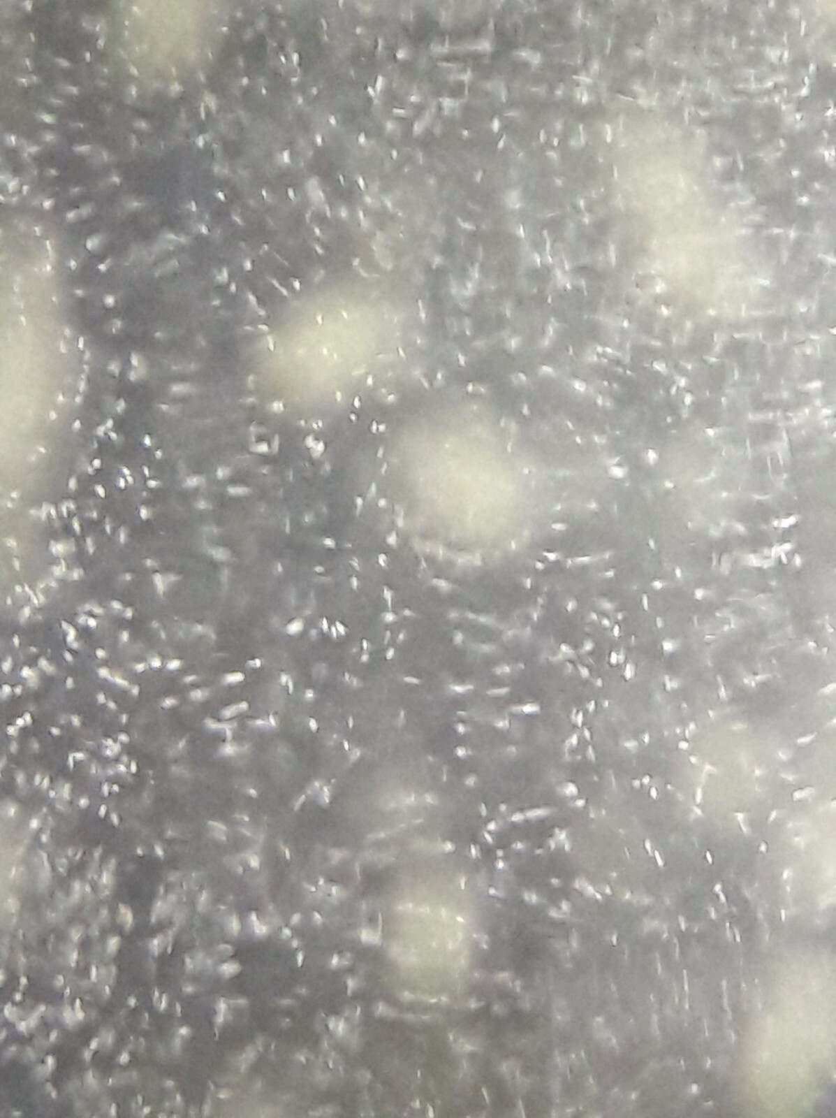 Infusoria fish food hotsell