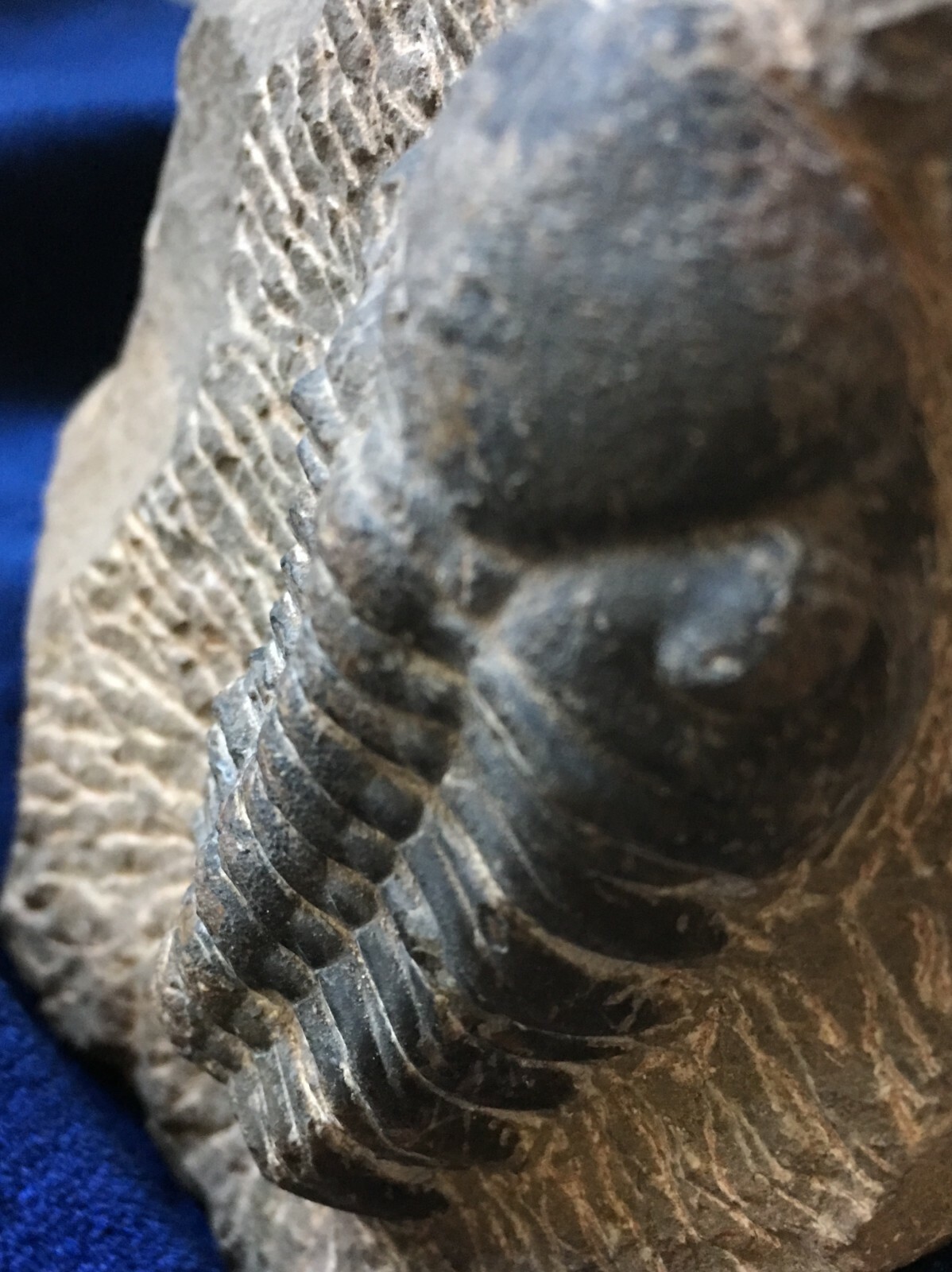 Trilobite fossil  DROTOPS ARMATUS Middle Devonian Trilobite
