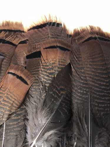 Wild Turkey Pre-tail Feathers 90 Feathers