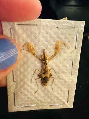Ceratomantis saussurii RARE small Praying Mantis from Malaysia