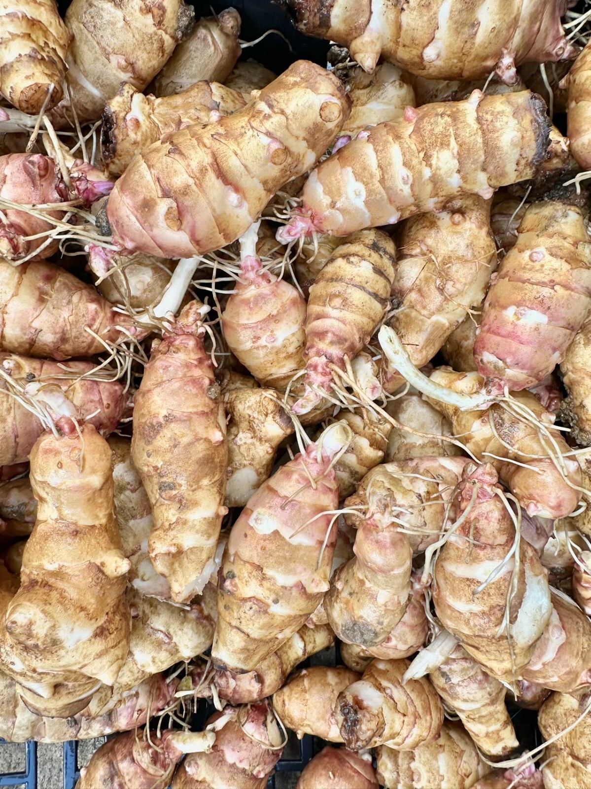 Sunchoke / Jerusalem Artichoke - Individual Tubers For Planting