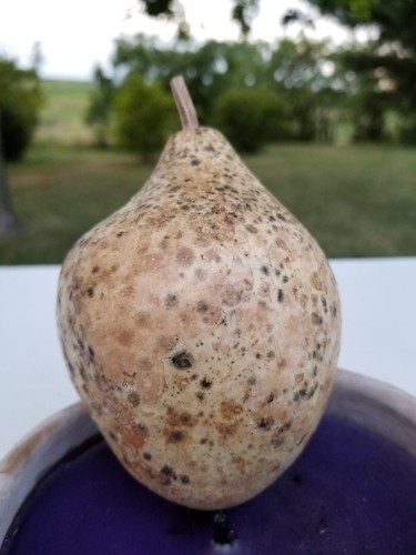 Birdhouse Gourd (Hard and Dried) 4.5