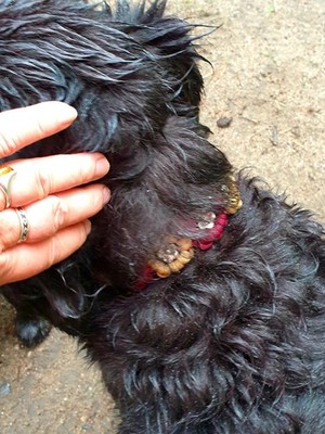 Artikelfoto(s) von einem verifizierten Käufer