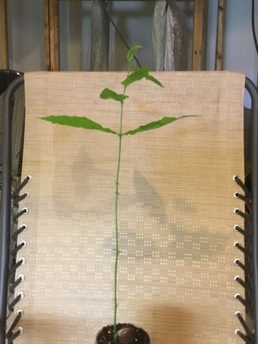 2 hybrid Asian-American Chestnut 18