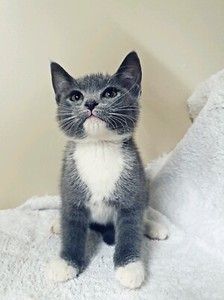 British Short Hair X Russian Blue Kitten Cats Kittens