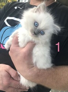 purebred ragdoll