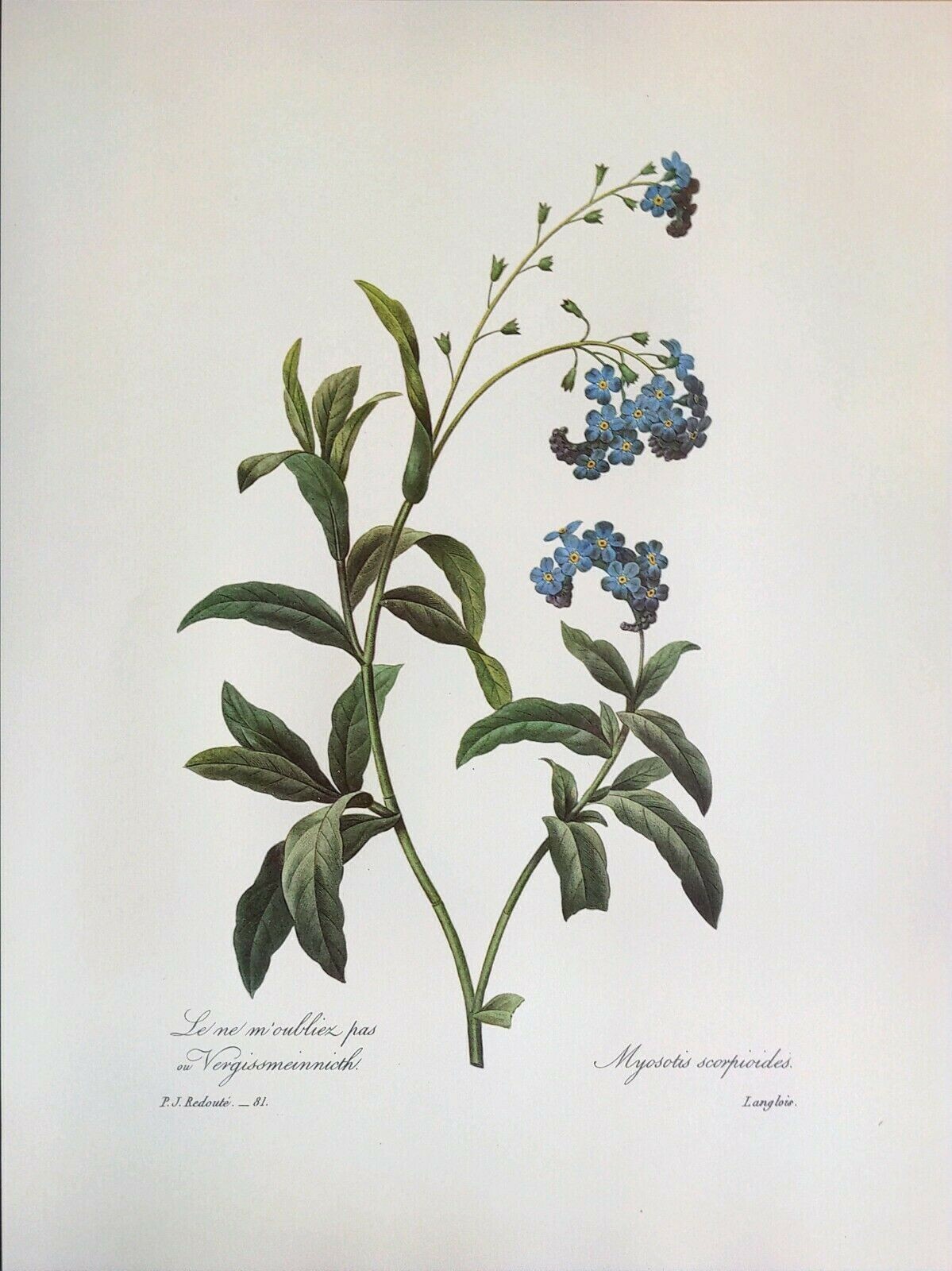 Redoute Beautiful Flowers Forget Me Nots Botanical Art Print Book Plate 81