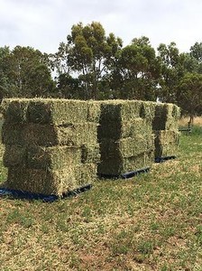 lucerne hay in South Australia | Gumtree Australia Free ...