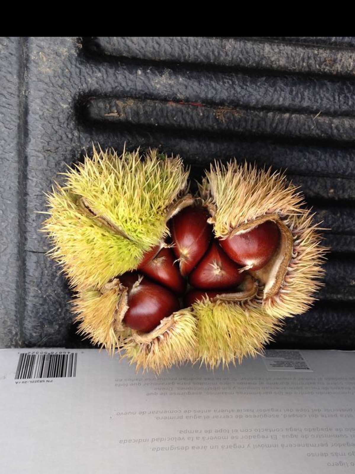2 hybrid Asian-American Chestnut 18