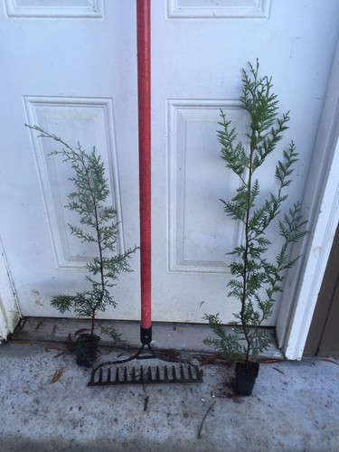 Murray Cypress 50 Privacy Trees- New Improved Leyland Cypress. 2/3ft