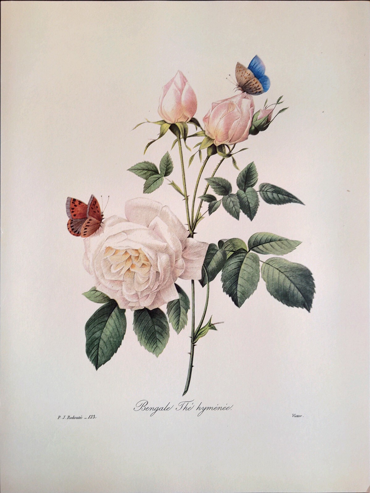 P. J. Redoute Flowers Bengale The Hymenee Botanical Art Print Book Plate 123