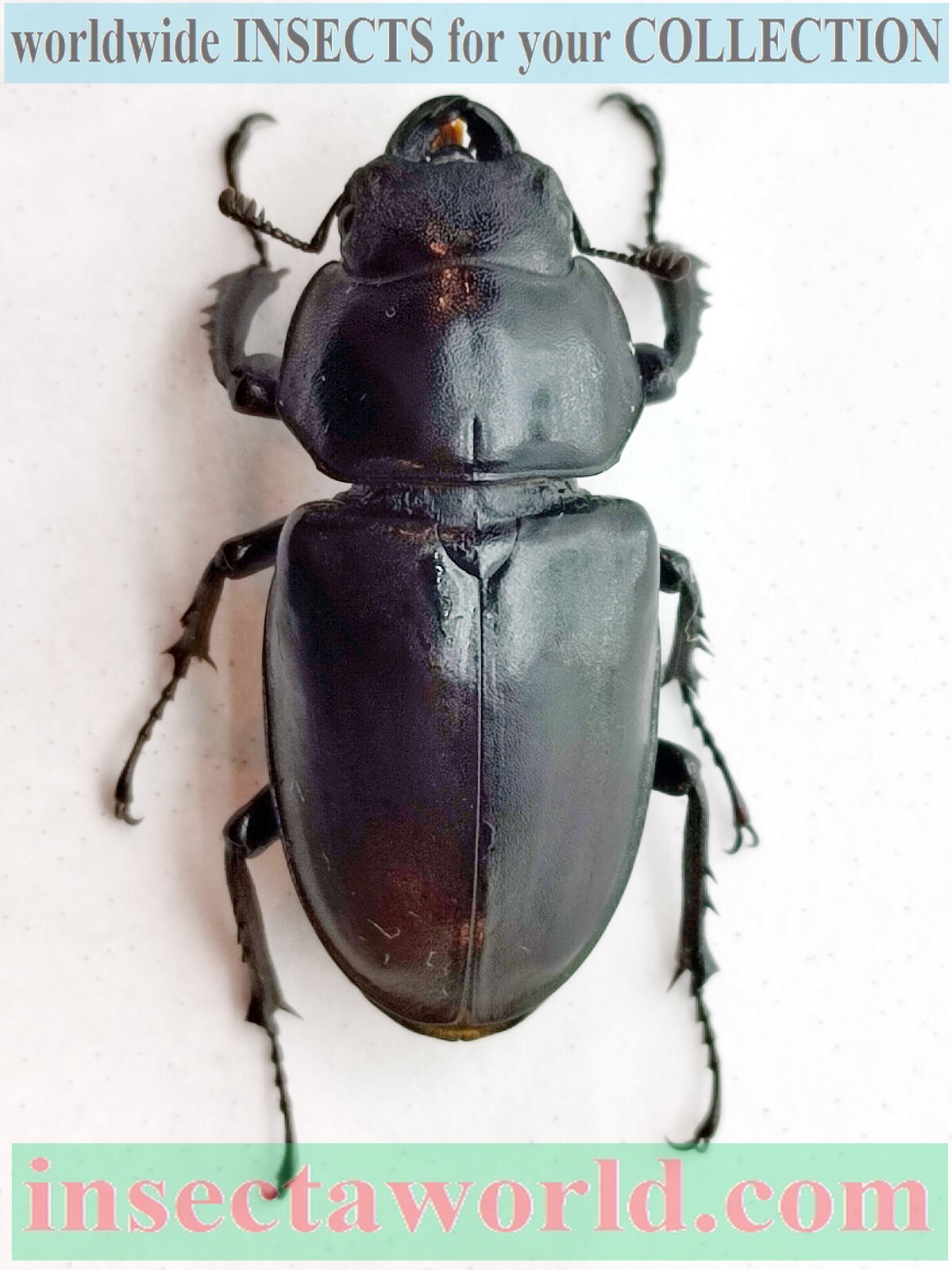 アート・デザイン・音楽 IL CERVo VOLANTE (Coleoptera lucanidae) アート・デザイン・音楽 IL CERVo VOLANTE (Coleoptera